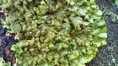 Melanelixia glabratula