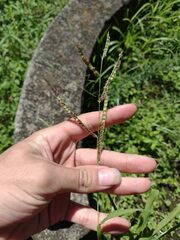 Paspalum fimbriatum