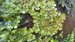 Melanelixia glabratula