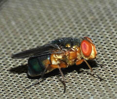 Hemilucilia