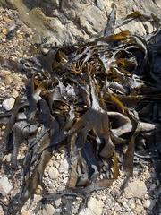 Eisenia arborea