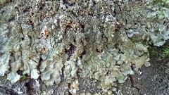 Melanelixia glabratula