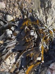 Eisenia arborea