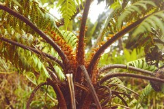 Cyathea tenera