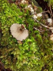 Polyporus nigrocristatus