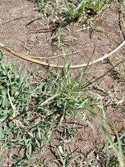 Eragrostis tenuifolia
