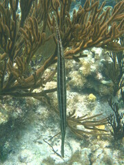 Aulostomus maculatus