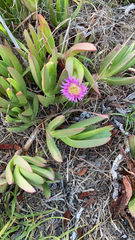 Carpobrotus chilensis