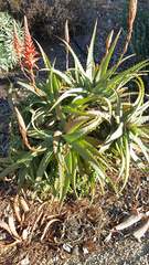 Aloe arborescens