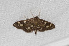 Anania coronata