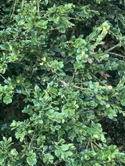 Ilex crenata