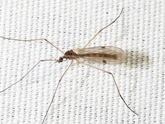 Teucholabis complexa