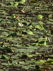 Irediparra gallinacea