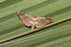 Microsca hedilalis