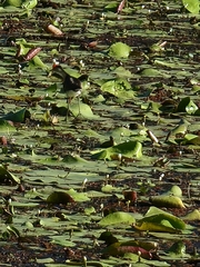 Irediparra gallinacea