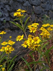 Verbesina virgata