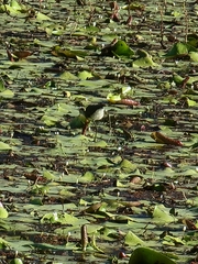 Irediparra gallinacea