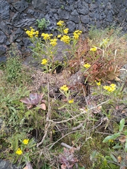 Verbesina virgata