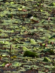 Irediparra gallinacea