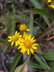 Verbesina virgata