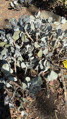 Cotyledon orbiculata