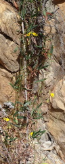 Rhynchosia leucoscias