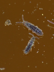 Vertagopus arboreus