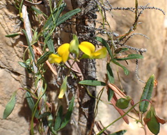 Rhynchosia leucoscias