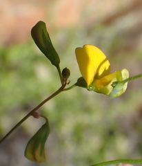 Rhynchosia leucoscias
