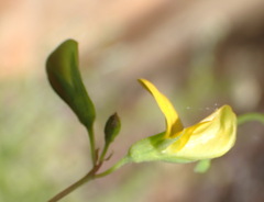 Rhynchosia leucoscias