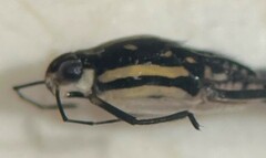 Trepobates subnitidus