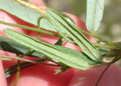 Rhynchosia leucoscias