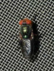Hemilucilia