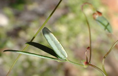 Rhynchosia leucoscias