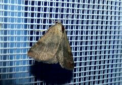 Phytometra viridaria