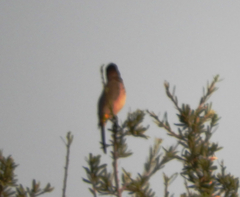 Pycnonotus nigricans