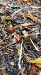 Psathyrella