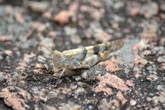 Trimerotropis pallidipennis