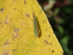 Graphocephala versuta