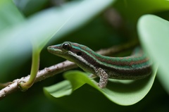 Phelsuma cepediana
