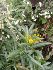 Verbesina virgata