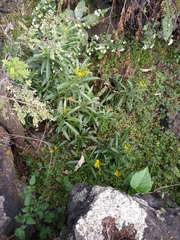 Verbesina virgata