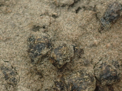 Oryctolagus cuniculus