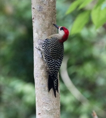 Melanerpes superciliaris