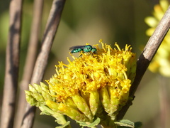 Temnosoma