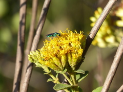 Temnosoma