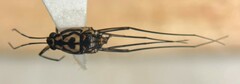 Trepobates pictus