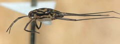 Trepobates pictus
