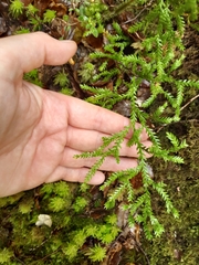 Lycopodium volubile