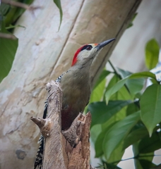 Melanerpes superciliaris